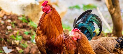 thunderbird feeds philippines supplier|Top Quality Feeds & Grains for Gamefowl .